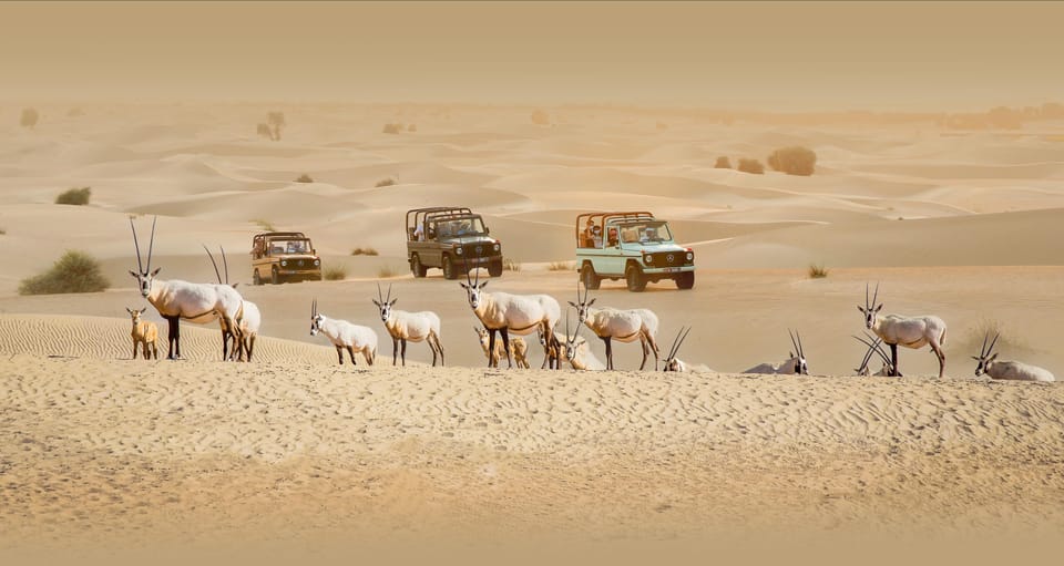 Dubai-Al-Marmoom-Desert-Reserve