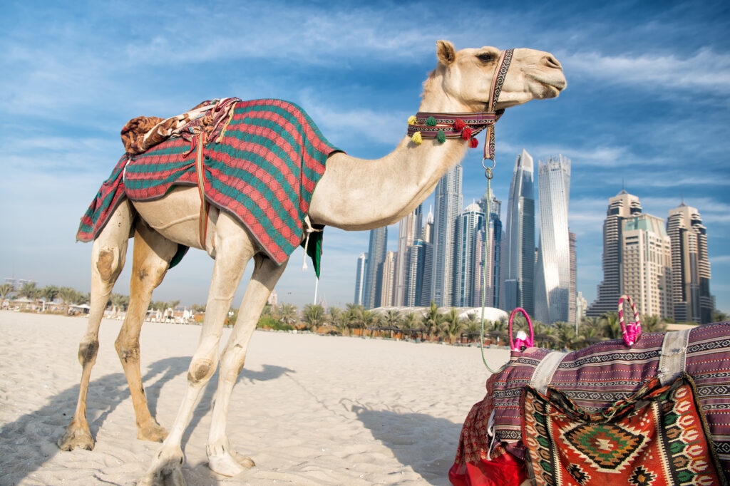 Dubai Desert Safari in Winter - Skyline